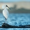 Kolpik kralovsky - Platalea regia - Royal spoonbill - kotuku 6987u